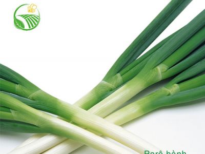 Poireau Onion