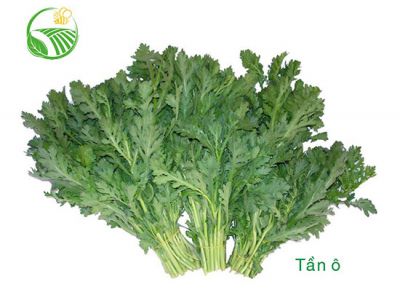 Garlard Chrysanthemum