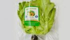 Hydroponic Fat Lettuce