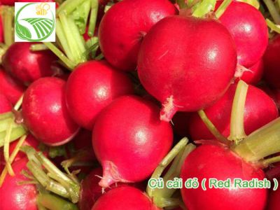 Radish