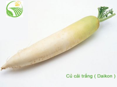 Daikon