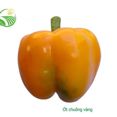 Ớt Chuông Vàng