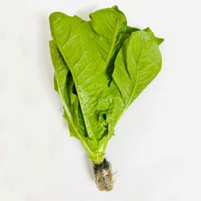 Xà Lách Romain Thủy Canh