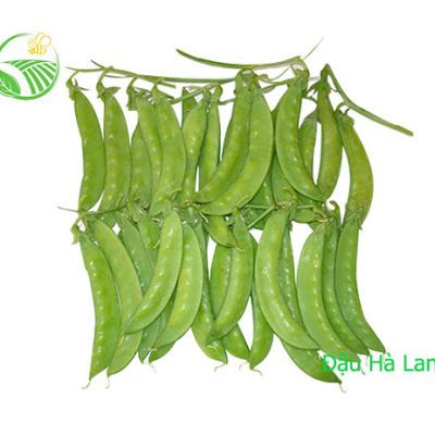 Đậu Hà Lan
