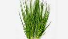 Hydroponic Green Onion