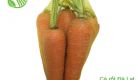 Da Lat Carrot
