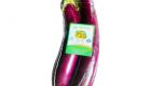 Eggplant