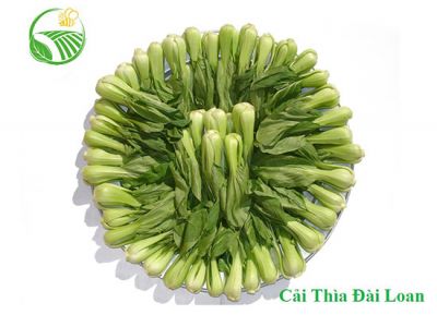 Cải Thìa Đài Loan