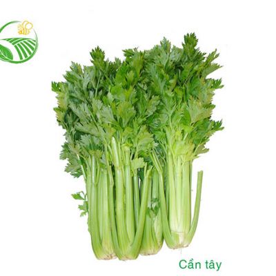Cần Tây