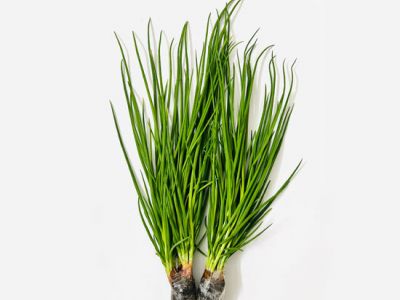 Hydroponic Green Onion