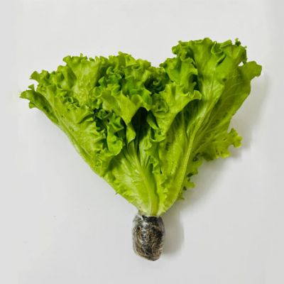 Xà Lách LoLo Thủy Canh