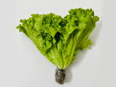 Hydroponic LoLo Lettuce