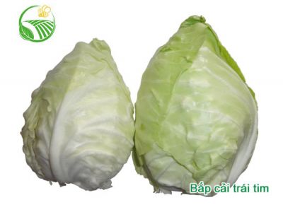 Bắp Cải Trái Tim