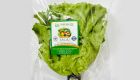 Hydroponic LoLo Lettuce