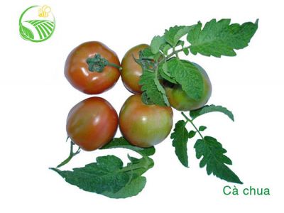 Tomato