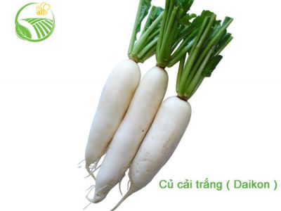Daikon