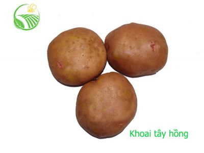 Pink Potato