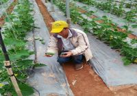 Ứng Dụng KHCN Trong Sản Xuất(P I) - "CÔNG NGHỆ TRỒNG RAU TRONG NHÀ KÍNH"