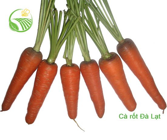 Da Lat Carrot