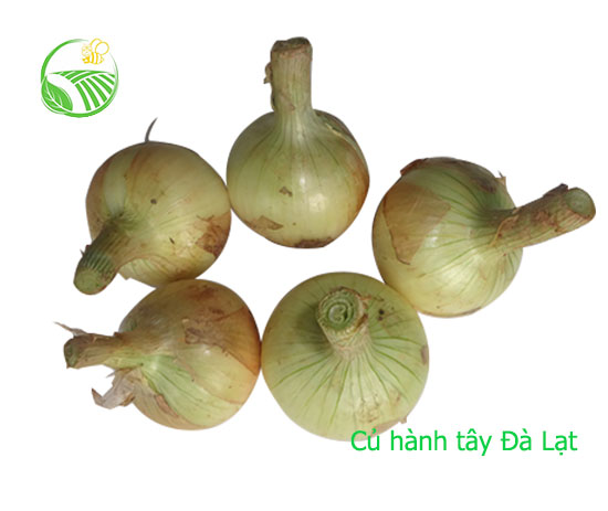 Onion