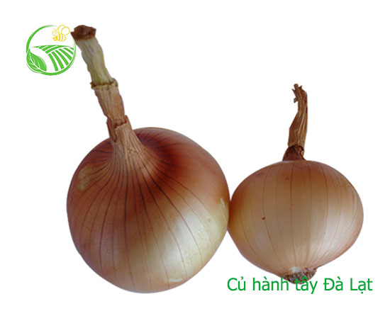 Onion