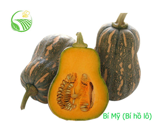 American Pumpkin
