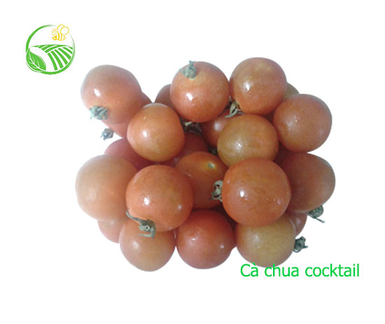 Cocktail Tomato