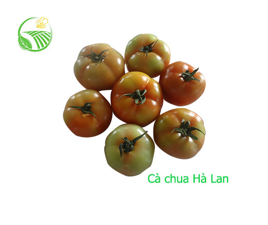 Holand Tomato