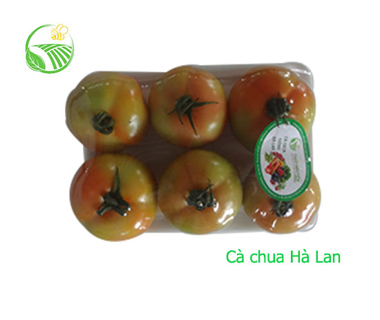 Holand Tomato