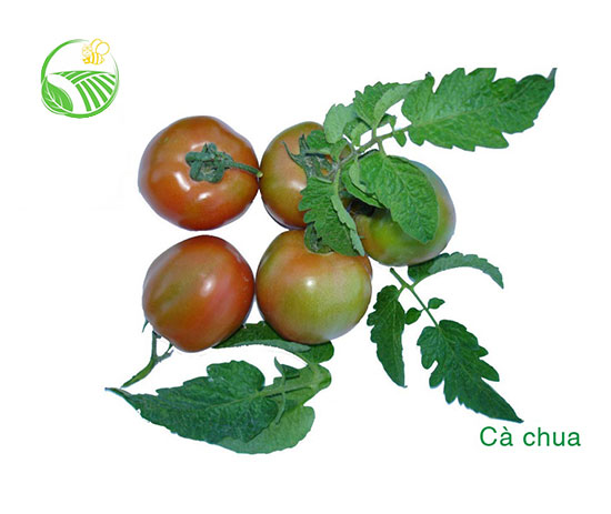 Tomato