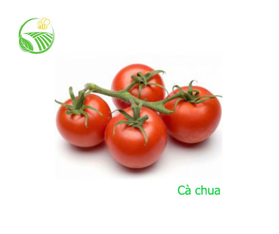Tomato