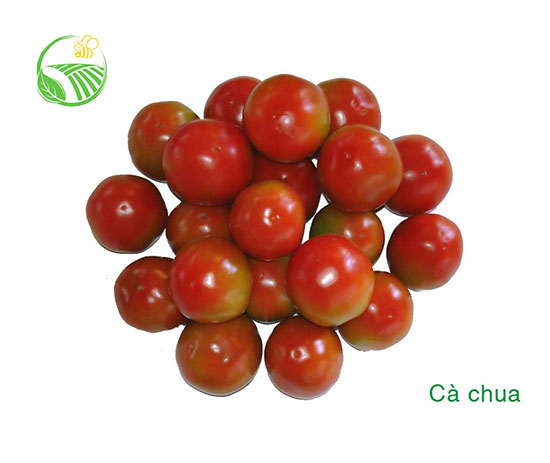 Tomato