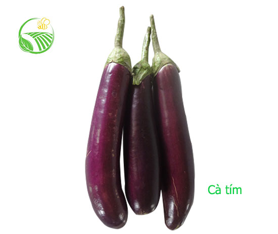 Eggplant