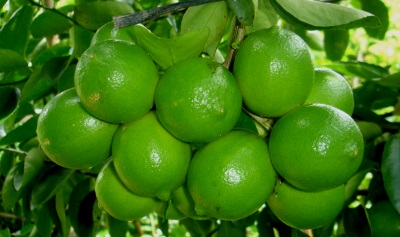 Seedless Lemon