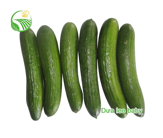 Baby Cucumber