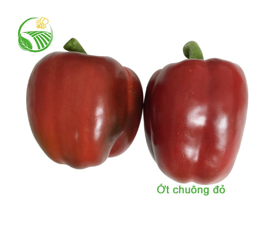 Ớt Chuông Đỏ