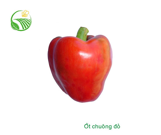Ớt Chuông Đỏ