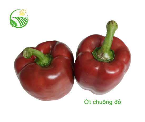 Ớt Chuông Đỏ
