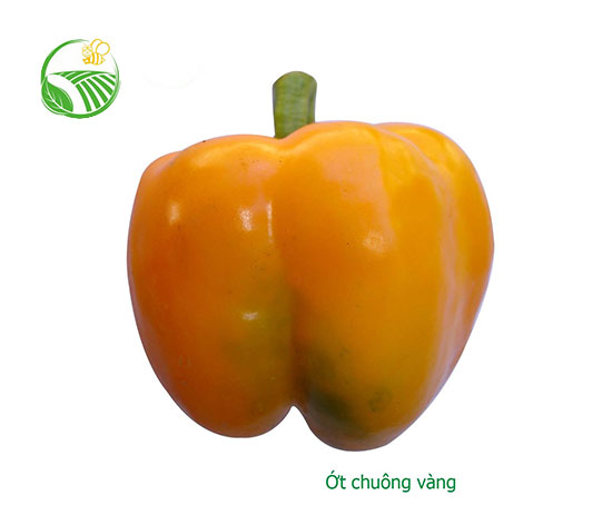 Yellow Capsicum