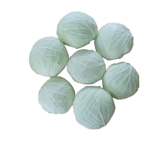 Bắp Cải Trắng