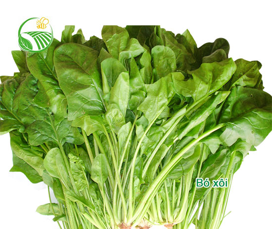 Cải Bó Xôi