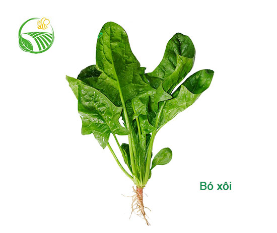 Cải Bó Xôi