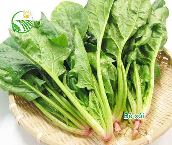 Cải Bó Xôi