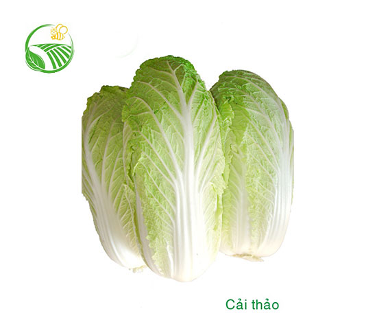 Cải Thảo