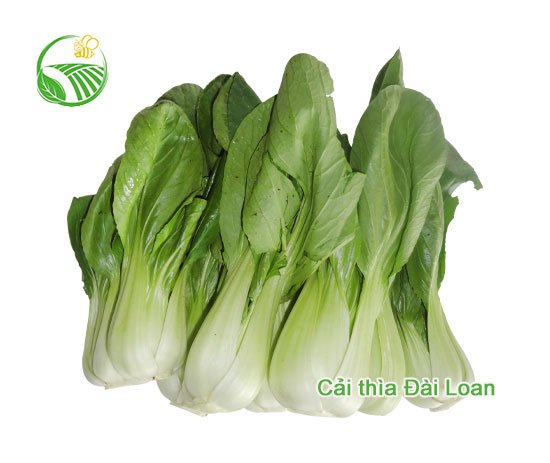 Cải Thìa Đài Loan