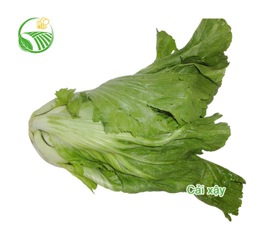 Cải Xậy