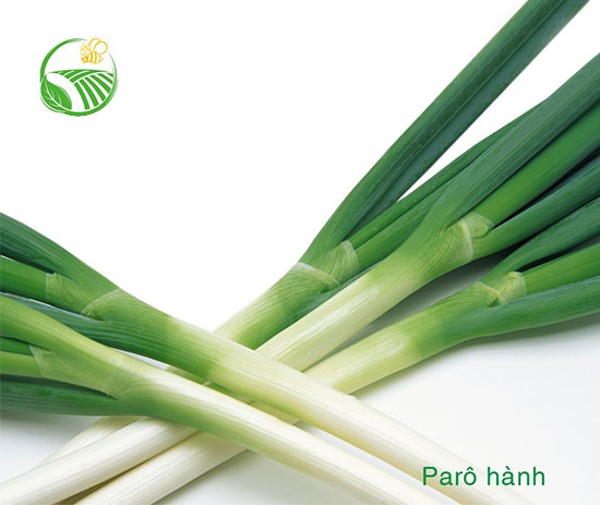 Poireau Onion