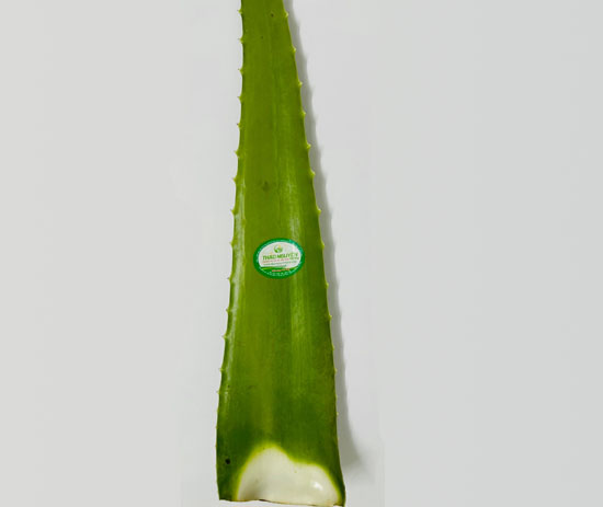 Aloe