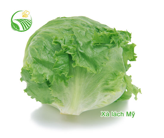 Xà Lách Mỹ