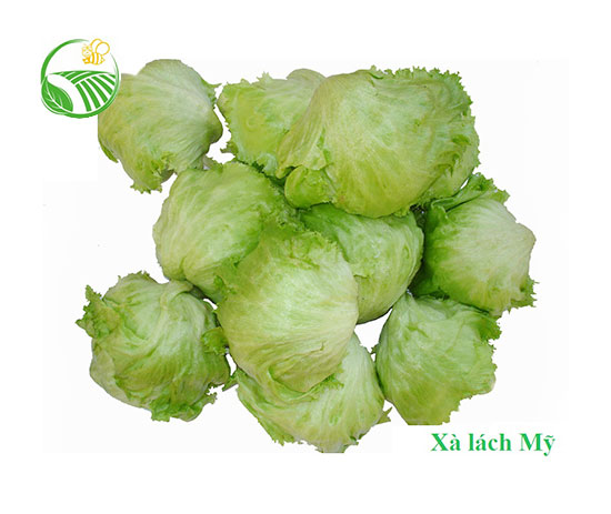 Xà Lách Mỹ
